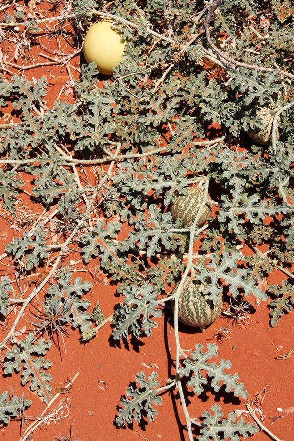 Wild Watermelons in the Desert. Stock Photo Image of peninsula, wild