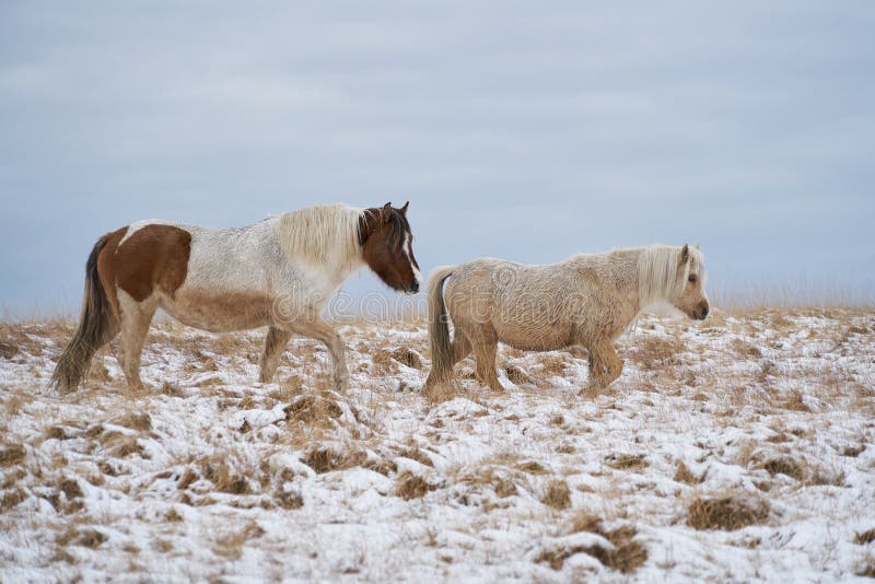 Welsh Mountain Pony going wild in the snow of the Brecon Beacons