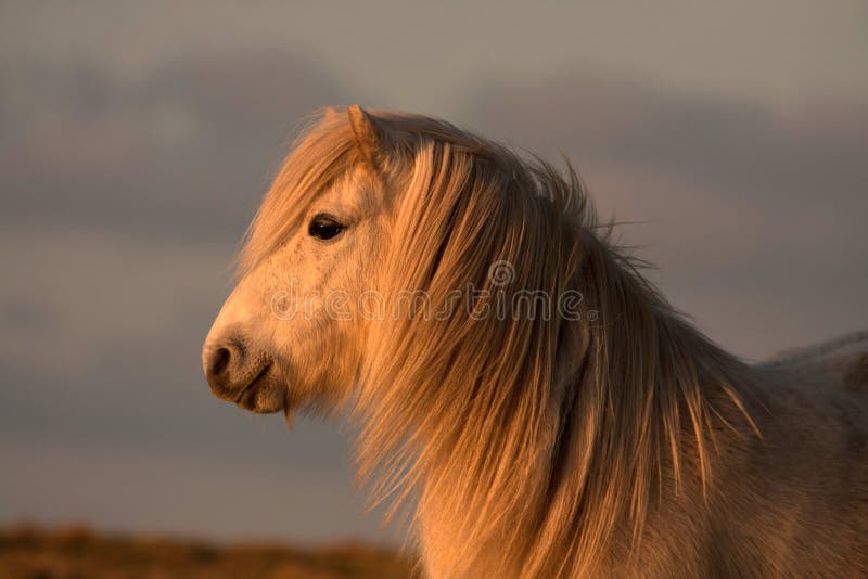 Wild Welsh Ponys