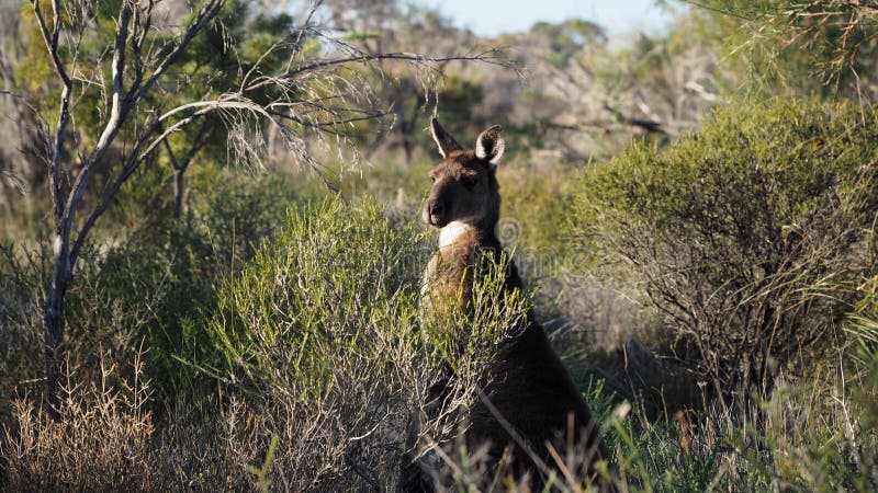 Western Grey Kangaroo