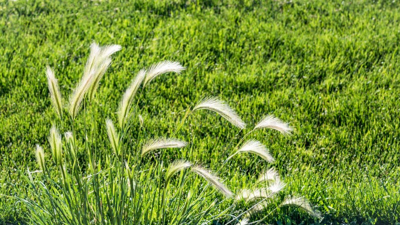 Wild wheat grass growing along a field