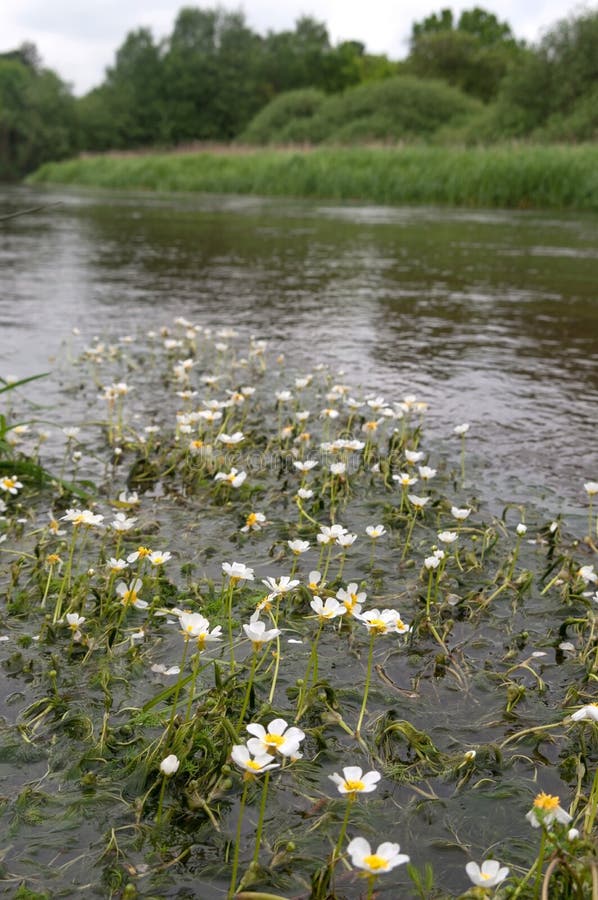 Wild Flowers Growing On The Riverbank Stock Image Image of park, nature 111640051