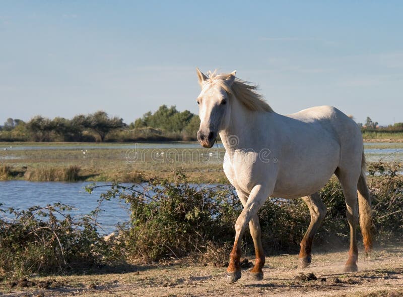 Wild white horse of the Camargue stock photos Wild white horse of the Camargue stock photos