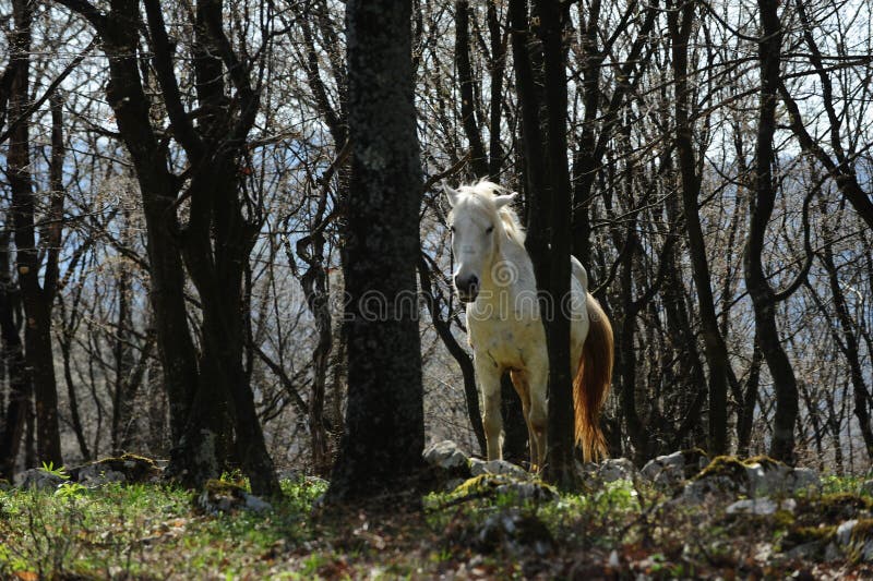 Wild white horse caught in Letea Forest, Romania. Horse among the trees, day photo.