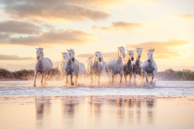 Wild white horses of Camargue running on water at sunset. Southern France