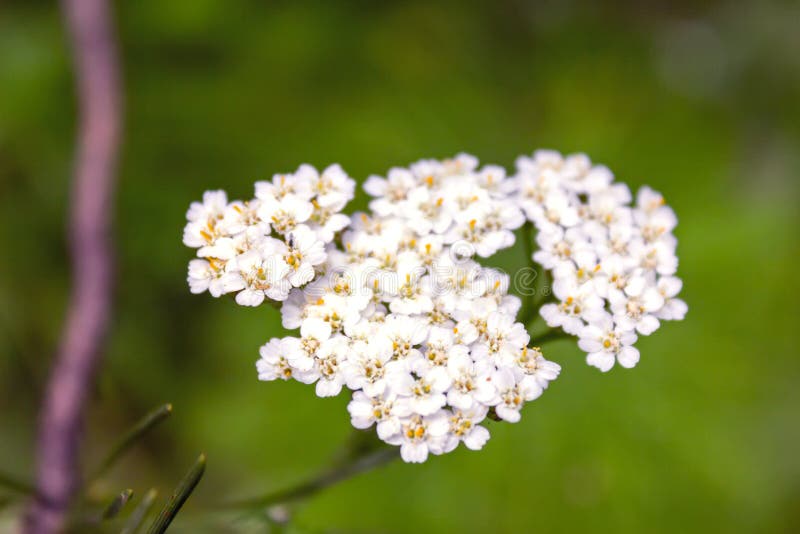 Wild wildflowersclose-up Wilde bloemen in een weideaard Natuurlijke de zomerachtergrond met wilde bloemen in de weide in stock afbeeldingen Wild wildflowersclose-up Wilde bloemen in een weideaard Natuurlijke de zomerachtergrond met wilde bloemen in de weide in stock afbeeldingen