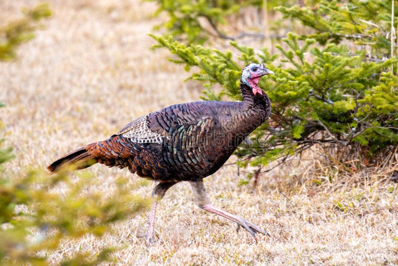 Wild Wisconsin eastern turkey meleagris gallopavo young male strutting fast in spring