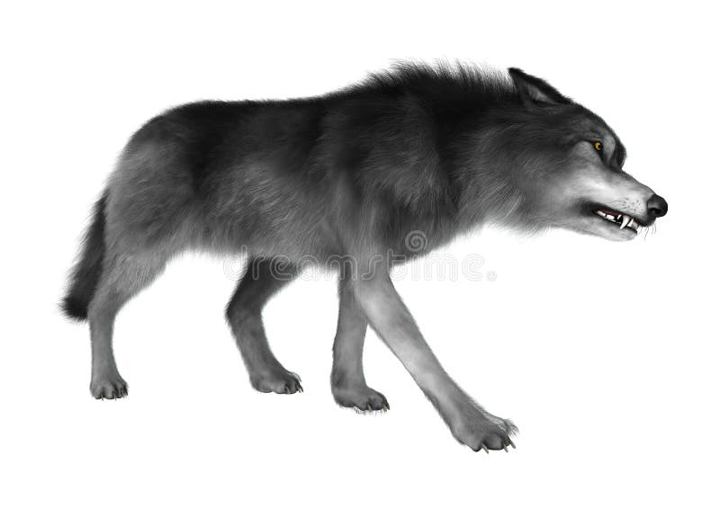 1,248 White Background Howling Wolf Stock Photos - Free & Royalty-Free ...