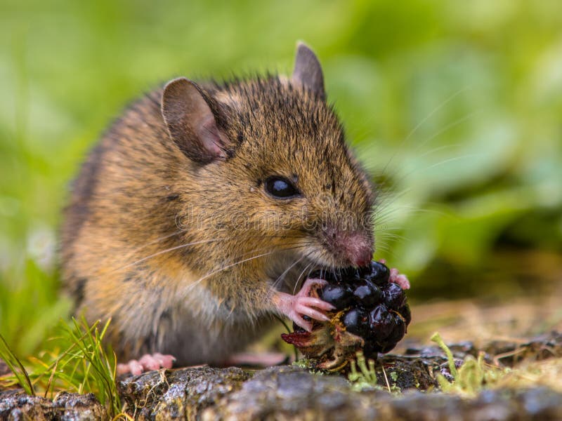 Wild field mouse eating raspberry