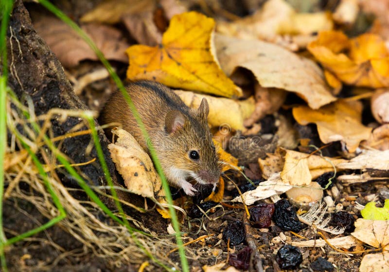 Wild Wood mouse on the forest floor in a autumn forest royalty free stock images Wild Wood mouse on the forest floor in a autumn forest royalty free stock images