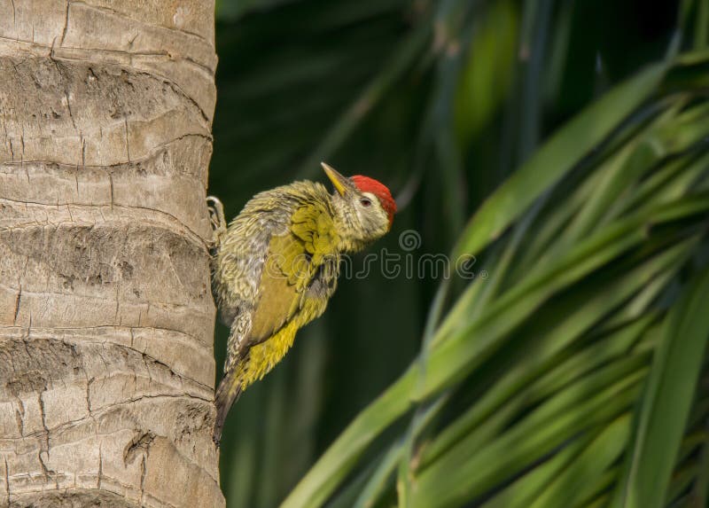 11 741 Wild Woodpecker Photos Free Royalty Free Stock Photos From Dreamstime