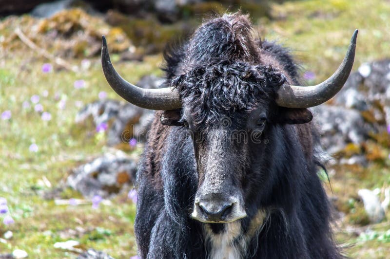 132 Sikkim Animals Stock Photos - Free & Royalty-Free Stock Photos from Dreamstime 132 Sikkim Animals Stock Photos - Free & Royalty-Free Stock Photos from Dreamstime