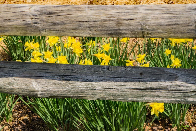 Wild Yellow Daffodil and a Fence royalty free stock photography Wild Yellow Daffodil and a Fence royalty free stock photography