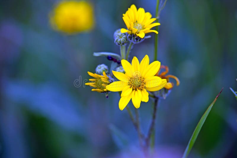 Wild Yellow Daisy Like Flowers Stock Photo - Image of yellow, flowers
