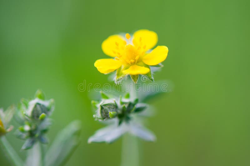 Wild yellow flower stock image. Image of idyllic, leaf 34428457