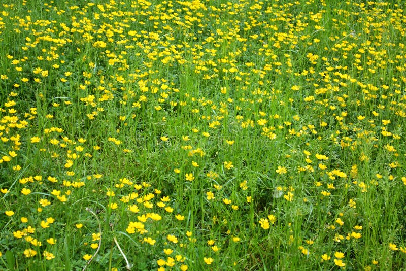 Wild yellow flowers stock image. Image of nature, flowers 79871809
