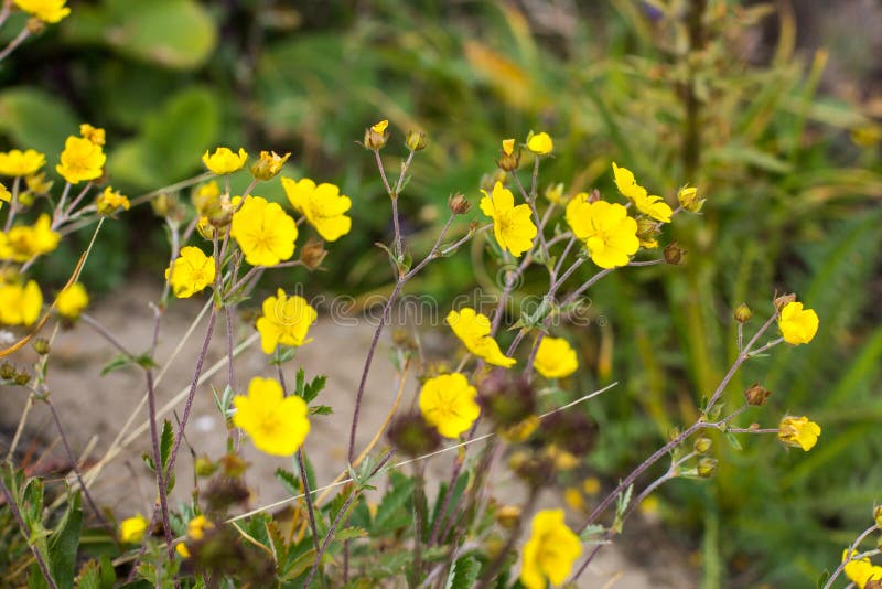 Wild Yellow Flowers in a Field on a Sunny Summer Day Stock Image