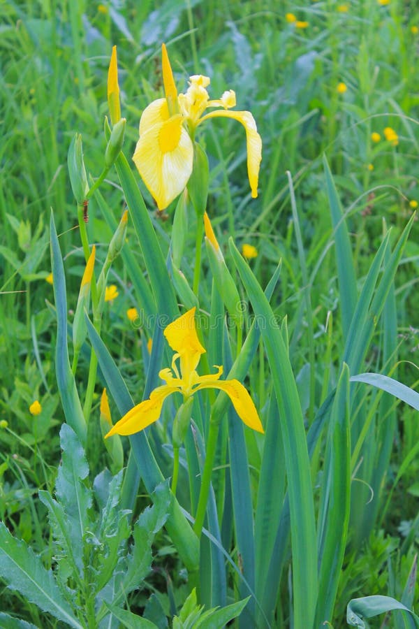 Wild yellow iris stock photo. Image of pseudacorus, bright 55709806