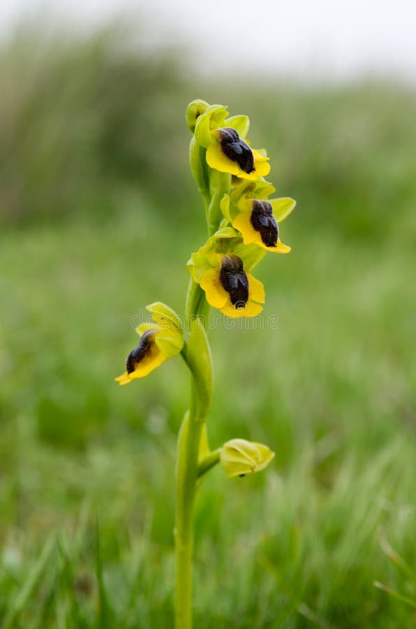 Wild Yellow Ophrys - Ophrys lutea