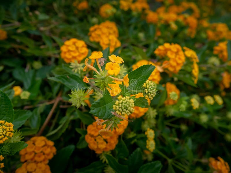 Yellow Big Sage Plants And Flowers Stock Photo Image of blooming