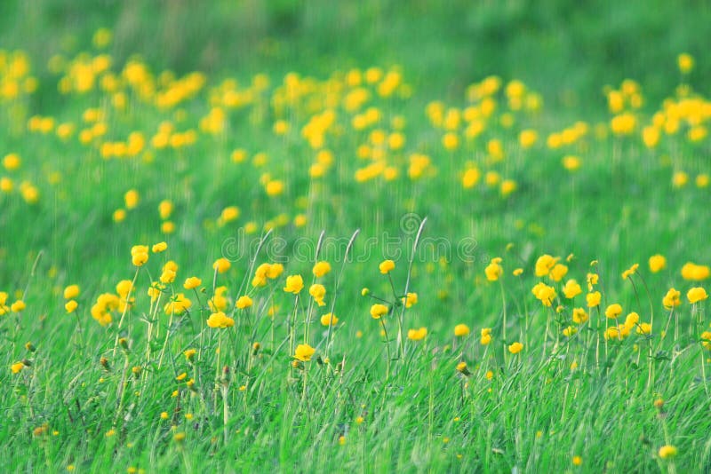 Wild yellow spring flowers stock photo. Image of beauty 61088836