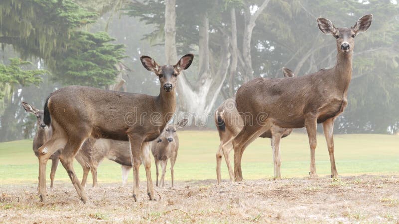 Wild young deer family group grazing, herd of animals. Fawns on grass in forest.