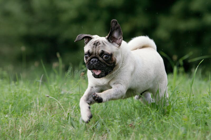 Wild young pug