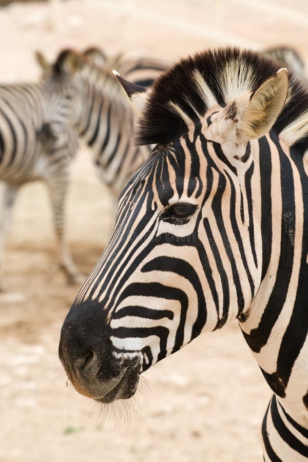 Burchells Zebra Foal with Mother Stock Image Image of foal, large