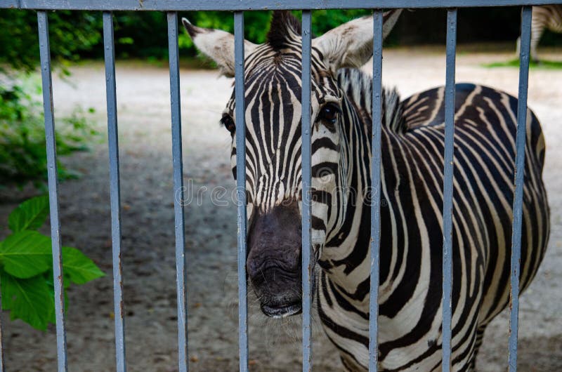 Wild Zebra Caged, Animals in Captivity, Abuse Stock Photo Image of