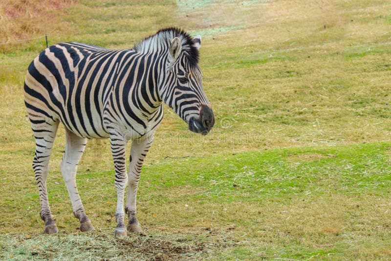 A Wild Zebra on Green Grass Land Outdoor Park. Stock Photo Image of