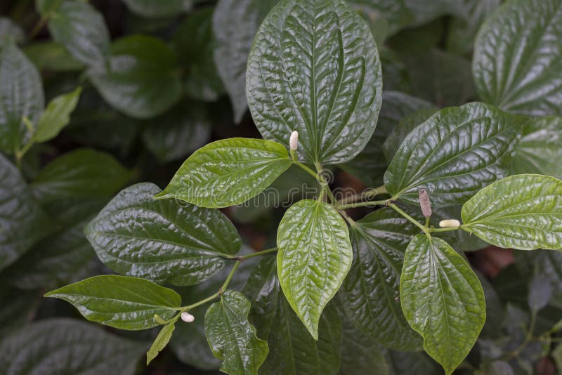 Wildbetal Leafbush or Piper Sarmentosum Roxb is a Vegetable and Herb ...