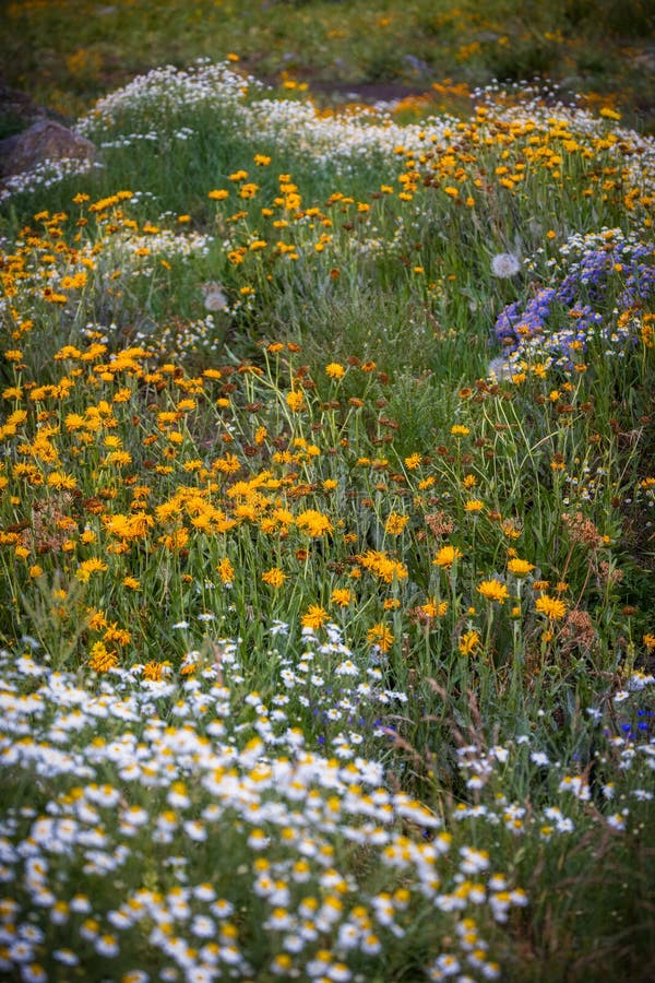 Wildblomma blommar i koloradslandskapet på sommaren nära kremerbutet fotografering för bildbyråer