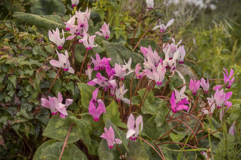 Wildblüte, rosa violette Cyclamen Cyclamen Purpurascens Frühjahrslandschaft in Israel Foto für Computer-Hintergrundbilder, lizenzfreies stockfoto Wildblüte, rosa violette Cyclamen Cyclamen Purpurascens Frühjahrslandschaft in Israel Foto für Computer-Hintergrundbilder, lizenzfreies stockfoto