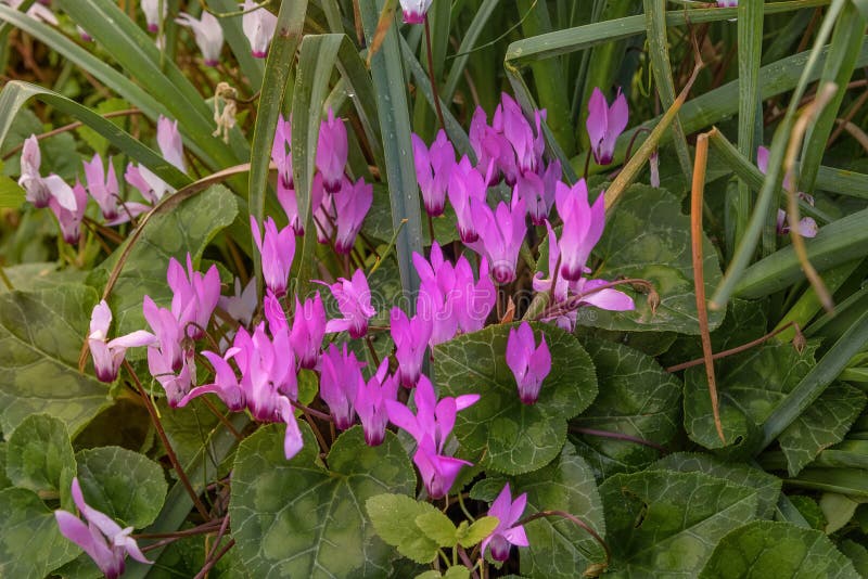 Wildblütenlachs-Cyclamen Cyclamen Purpurascens Frühjahrslandschaft in Israel Foto für Computertapeten, Innenausstattung lizenzfreies stockbild Wildblütenlachs-Cyclamen Cyclamen Purpurascens Frühjahrslandschaft in Israel Foto für Computertapeten, Innenausstattung lizenzfreies stockbild