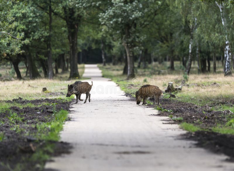 Wildboar animal in the netherlands in the forest royalty free stock photography Wildboar animal in the netherlands in the forest royalty free stock photography