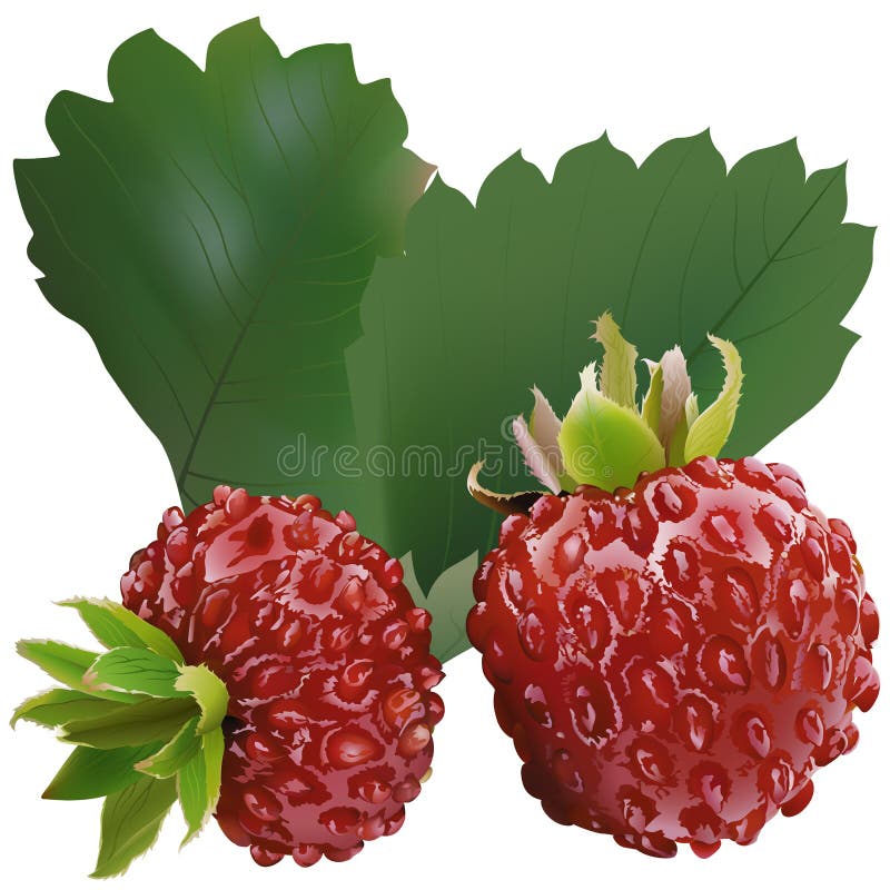 Wilde Aardbei vector illustratie Wilde Aardbei vector illustratie