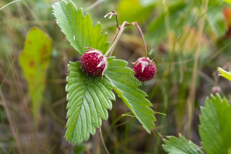 Wilde aardbeibes het groeien in natuurlijk milieu Close-up stock afbeeldingen Wilde aardbeibes het groeien in natuurlijk milieu Close-up stock afbeeldingen