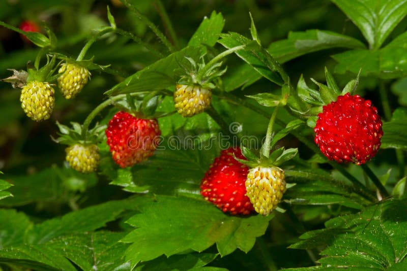 Wilde aardbeien stock foto Wilde aardbeien stock foto