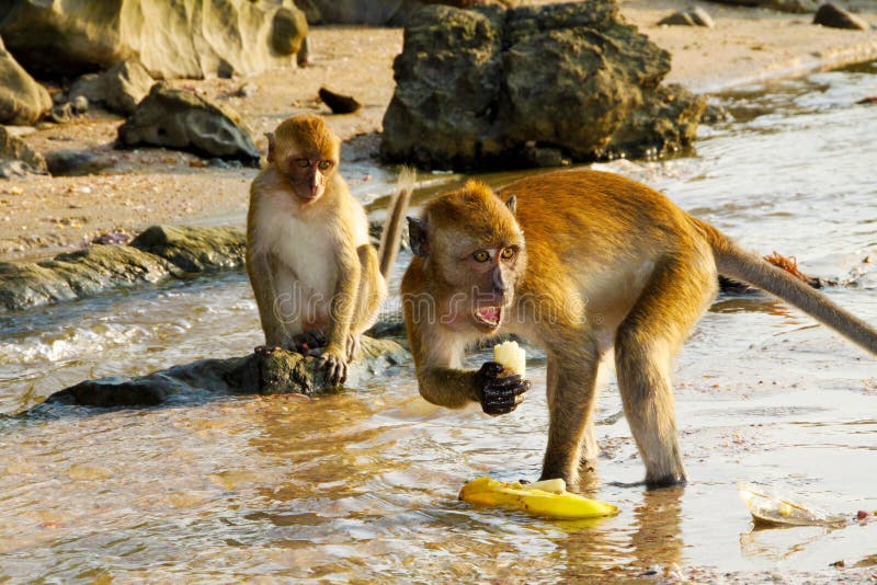 Affen In Thailand
