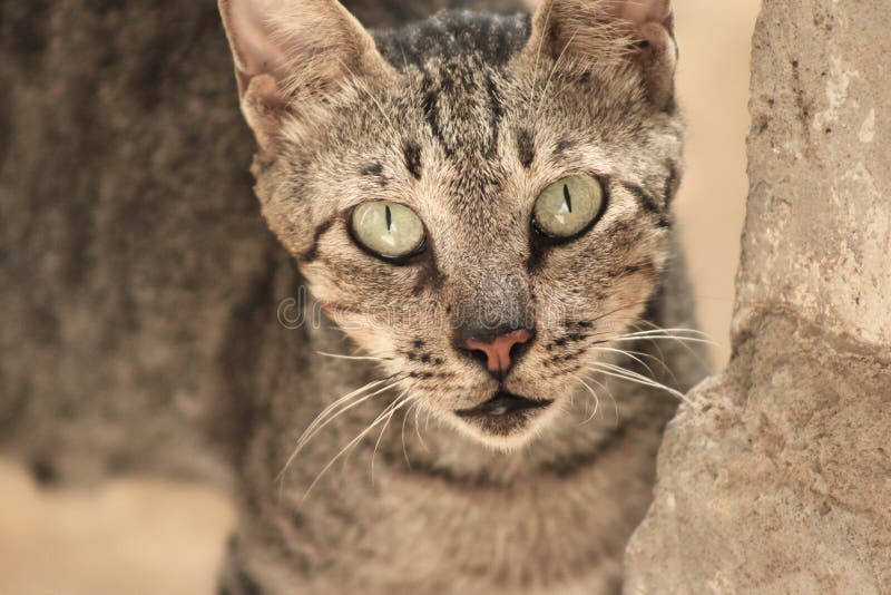 Wilde agressieve Kat, het wilddier stock afbeelding Wilde agressieve Kat, het wilddier stock afbeelding