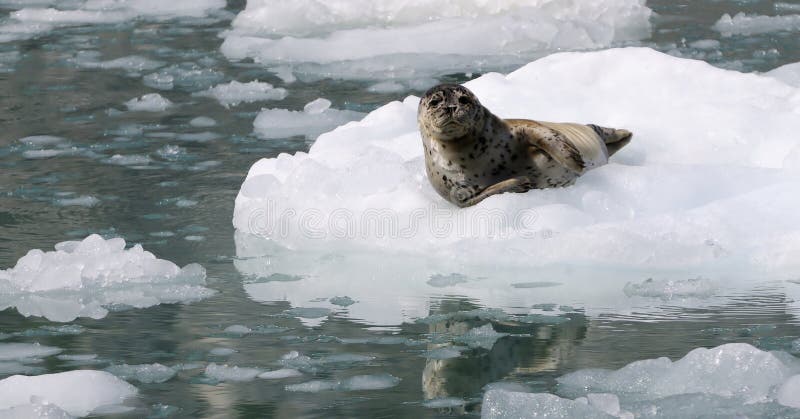 Wilde Alaska-Dichtung auf dem Eis stockfoto Wilde Alaska-Dichtung auf dem Eis stockfoto