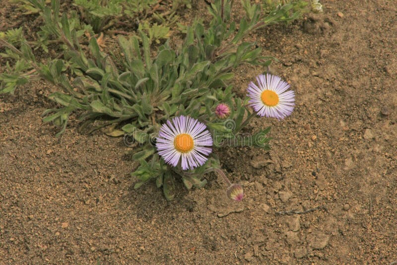 forever wilde in aster valley forever wilde in aster valley