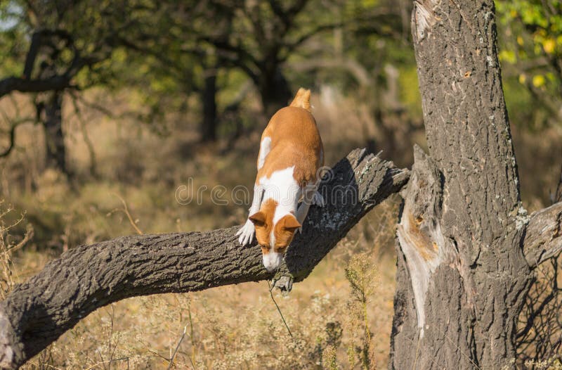 Wilde Basenji-hond die weg van gebroken boom springen stock foto's Wilde Basenji-hond die weg van gebroken boom springen stock foto's