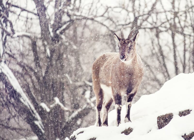 Wilde blauwe schapen Pseudois nayaur onder de sneeuw op een bewolkte wint royalty-vrije stock foto Wilde blauwe schapen Pseudois nayaur onder de sneeuw op een bewolkte wint royalty-vrije stock foto