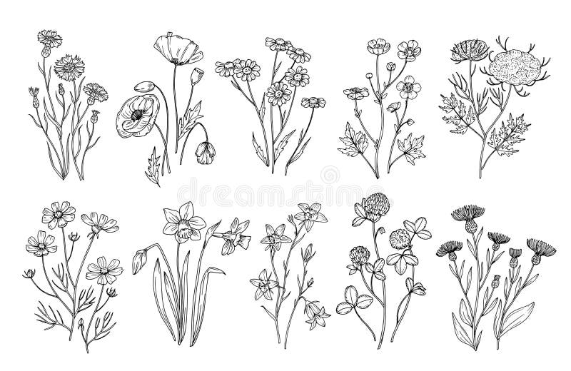 Wilde Bloemen Van schetswildflowers en kruiden aard botanische elementen Hand getrokken de zomergebied die vectorreeks bloeien Wilde Bloemen Van schetswildflowers en kruiden aard botanische elementen Hand getrokken de zomergebied die vectorreeks bloeien