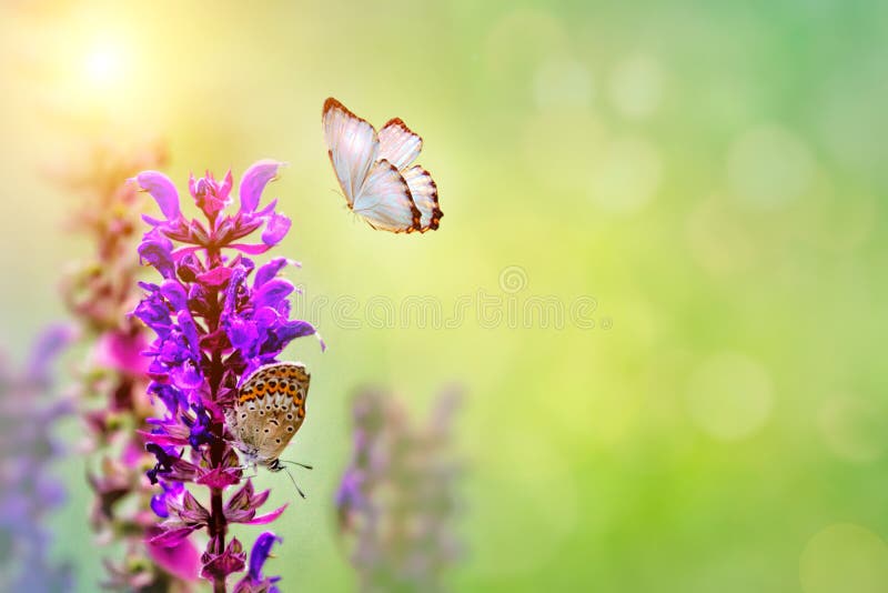 Wilde Blumen des Klees und des Schmetterlinges in einer Wiese in der Natur in den Strahlen des Sonnenlichts in der Nahaufnahme de lizenzfreie stockfotos Wilde Blumen des Klees und des Schmetterlinges in einer Wiese in der Natur in den Strahlen des Sonnenlichts in der Nahaufnahme de lizenzfreie stockfotos