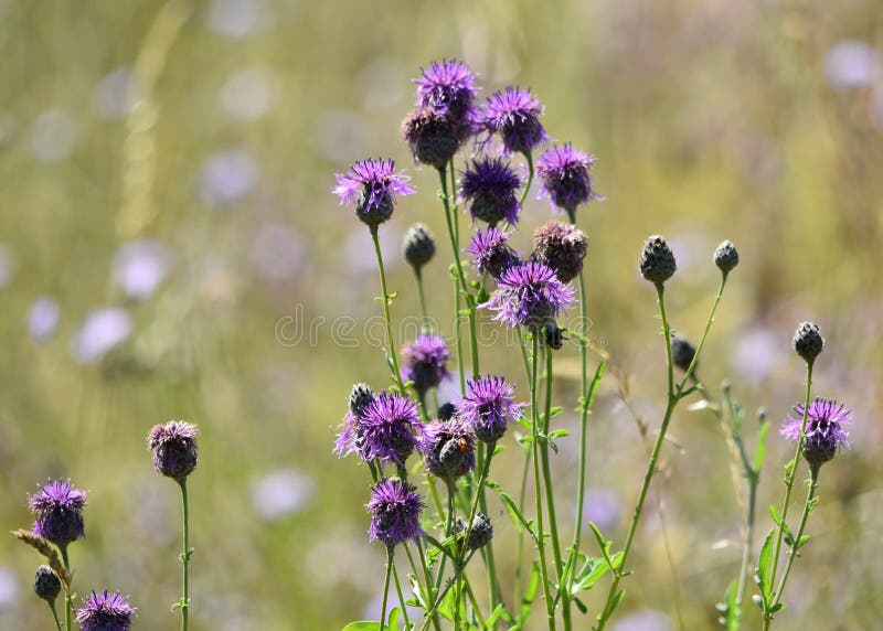 Wilde Blumen-Disteln stockbilder Wilde Blumen-Disteln stockbilder