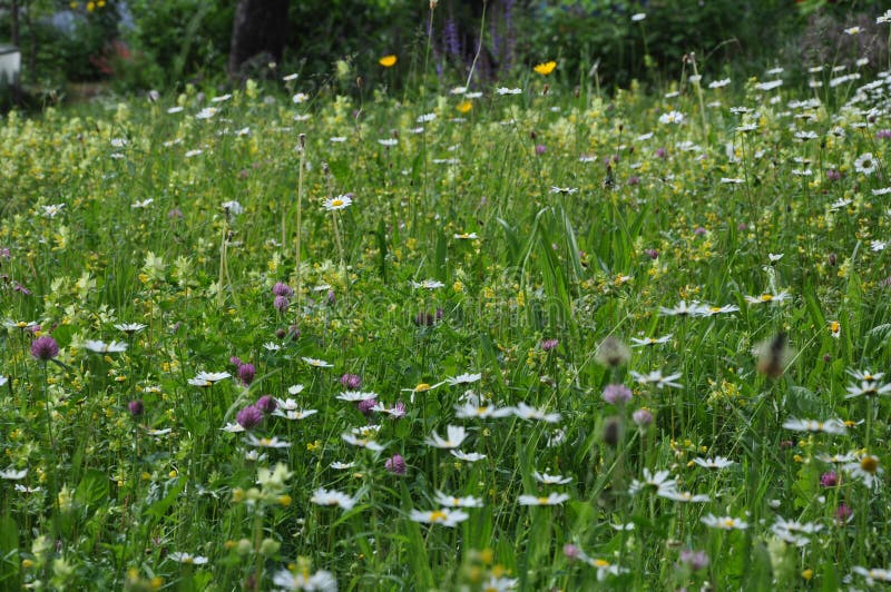 Wilde Blumen Gegen Artensterben, Jeder K?nnen Ihren Eigenen Beitrag Im