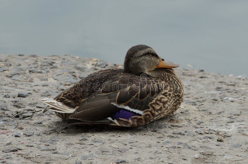 Wilde braune Ente sitzt auf grauem Sand stockbild Wilde braune Ente sitzt auf grauem Sand stockbild