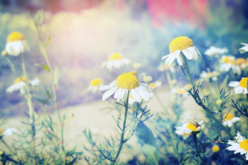 Sunny Daisies Flowers and Sunbeam. Late Summer Country Landscape